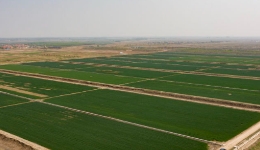 山東東營(yíng)：鹽堿地“綠色逆襲”